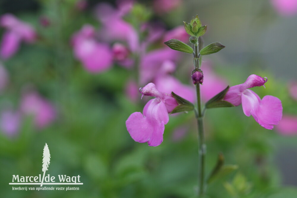 Salvia Heatwave Glitter