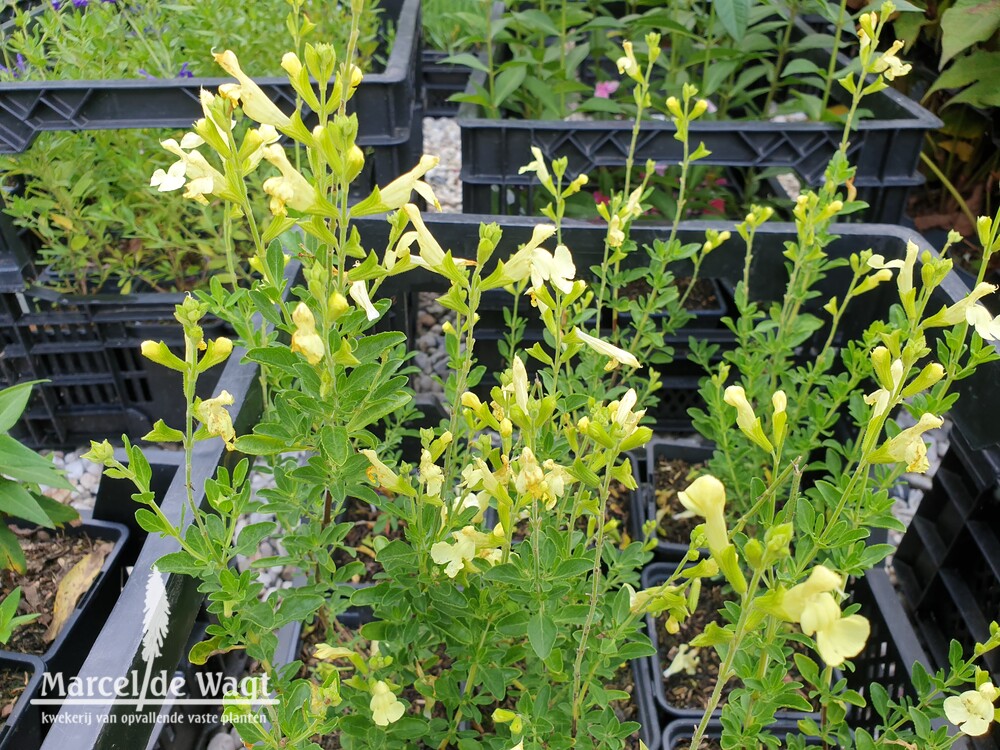 Salvia Lemon Light