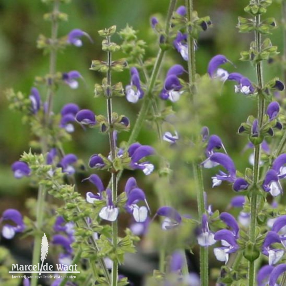 Salvia Madeline