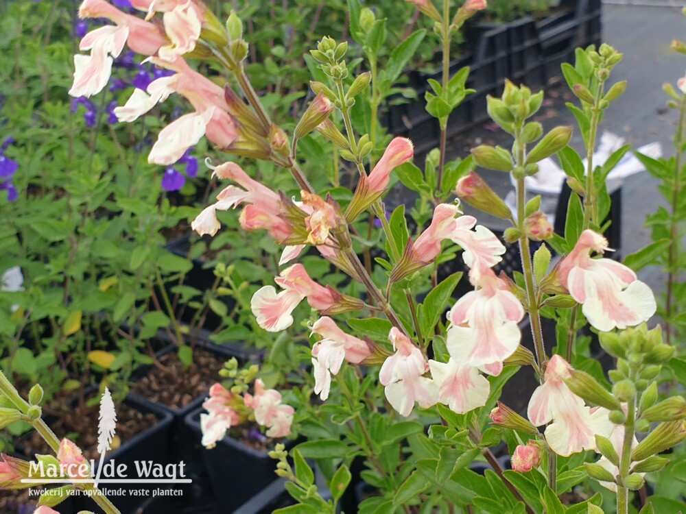 Salvia microphylla Belle de Loire