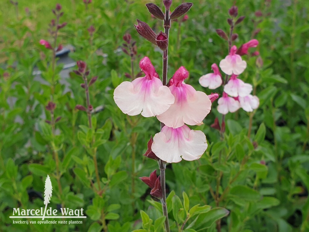 Salvia microphylla Delice Gold and Wine