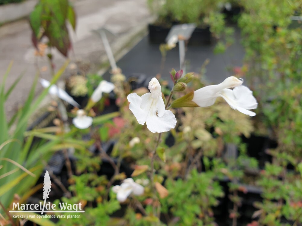 Salvia microphylla Gletsjer