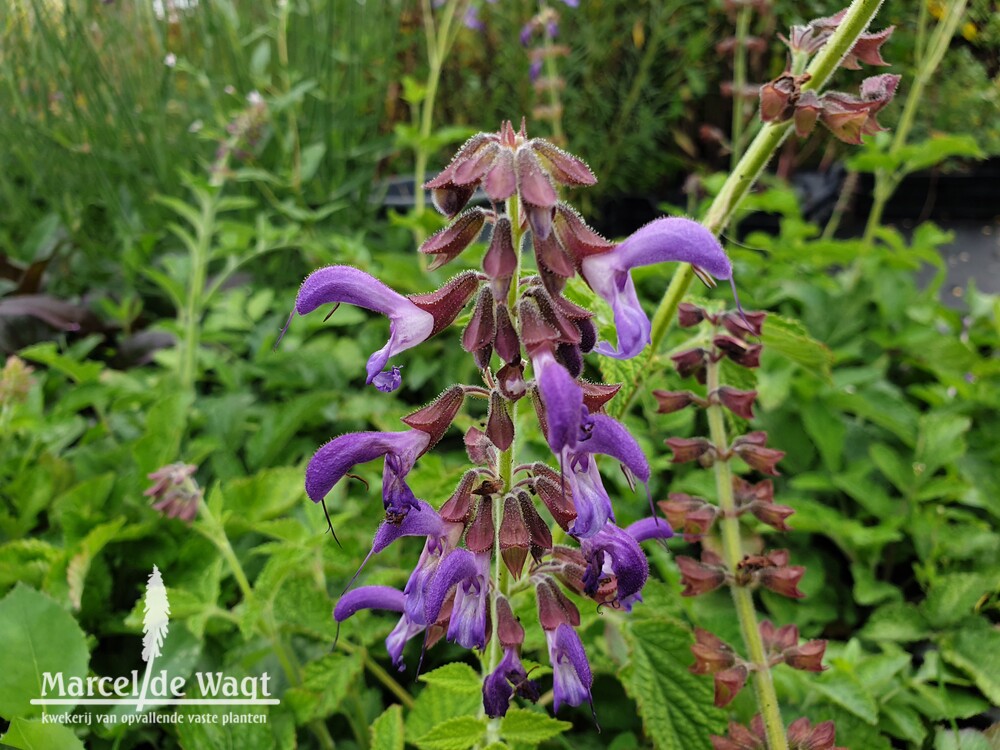 Salvia miltiorrhiza blbp01