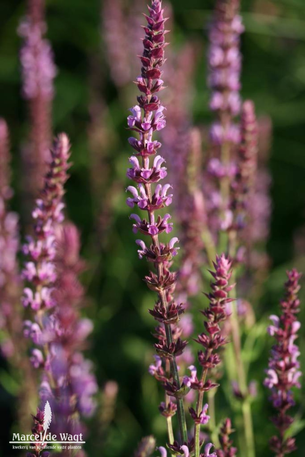 Salvia nemorosa Amethyst