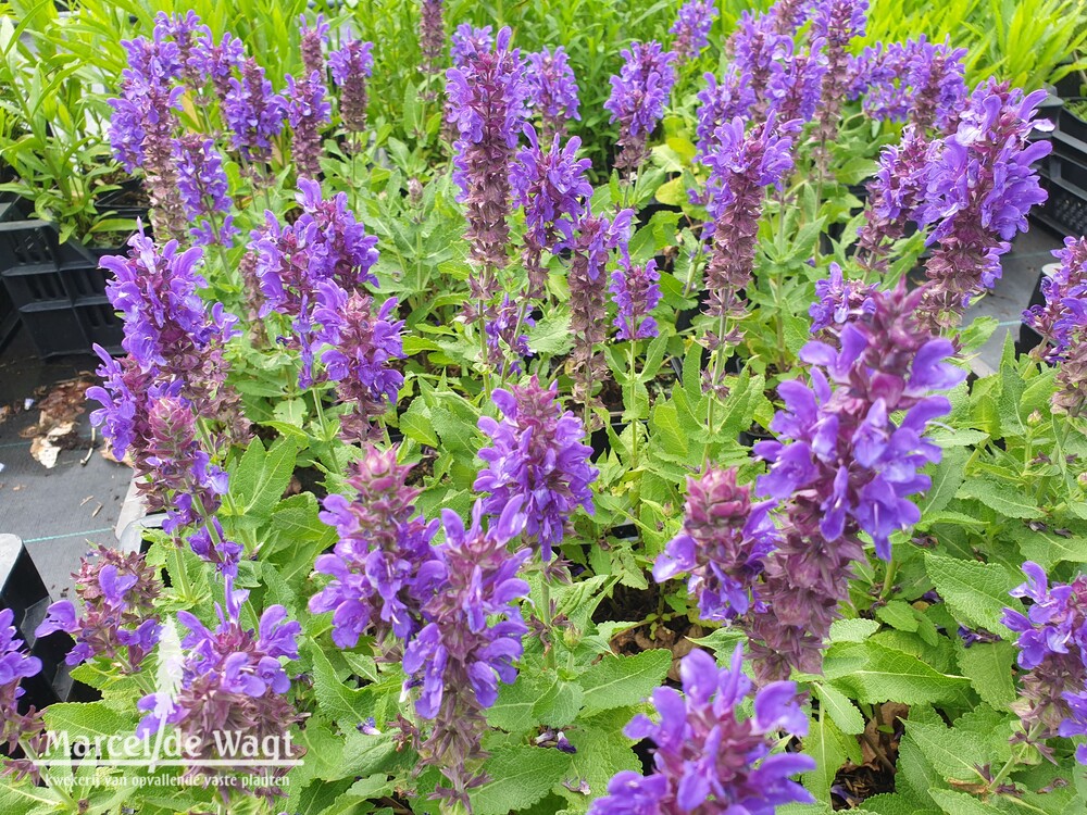 Salvia nemorosa Blue Marvel