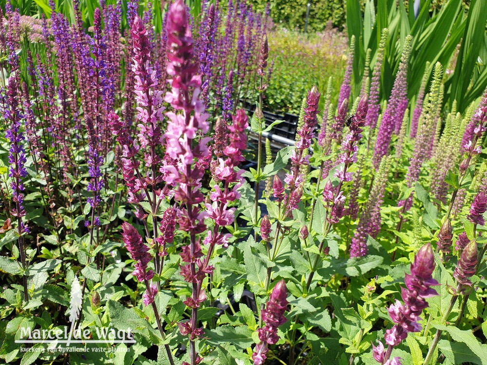 Salvia nemorosa Caradonna Pink