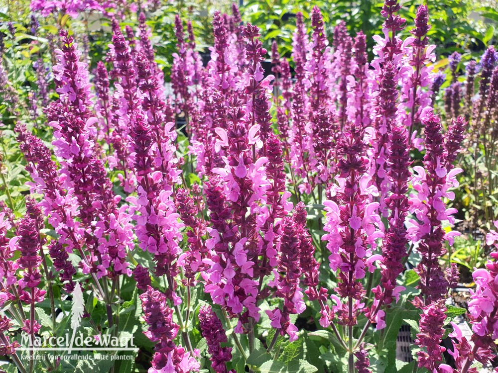 Salvia nemorosa Katsjing