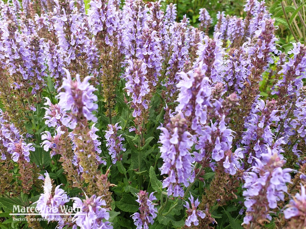 Salvia nemorosa Maihimmel (Heaven in Blue)