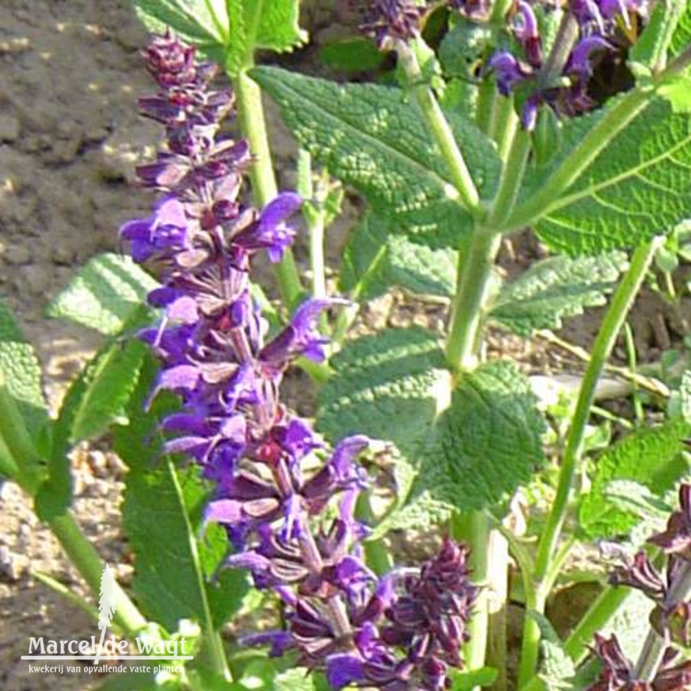 Salvia nemorosa Mainacht