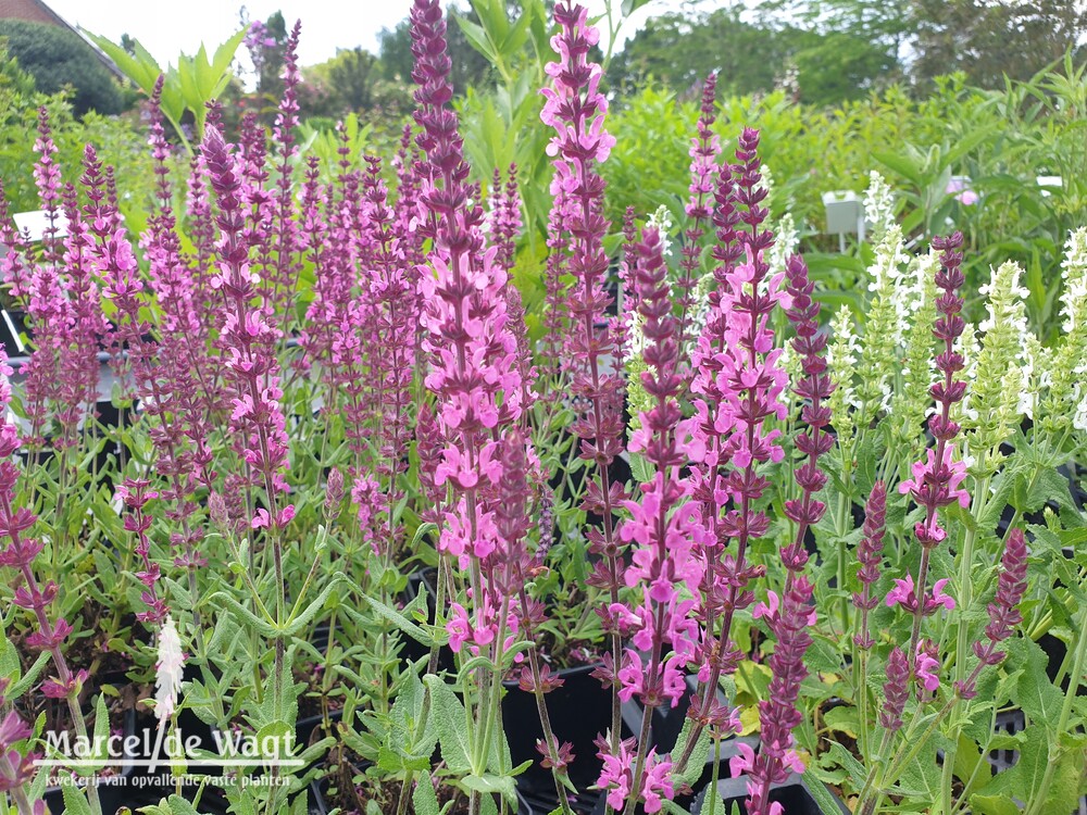 Salvia nemorosa Pink Field