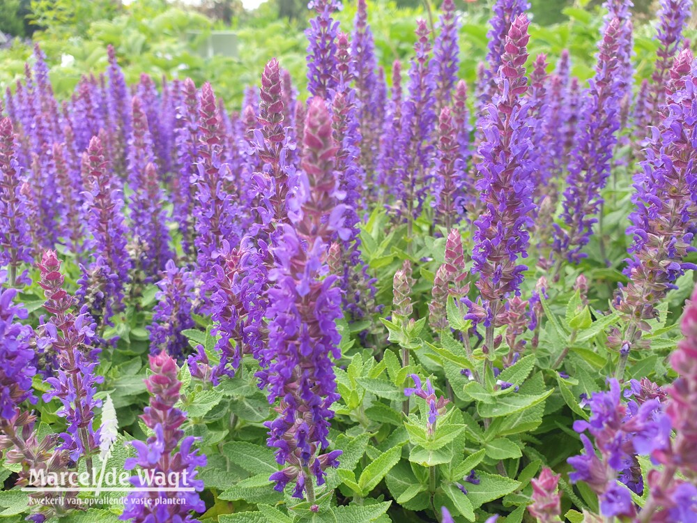 Salvia nemorosa Rianne