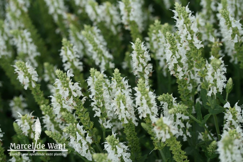 Salvia nemorosa Schneehugel