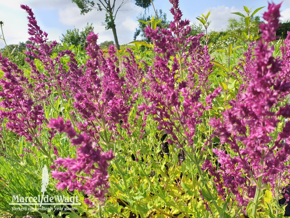 Salvia nemorosa Schwellenburg