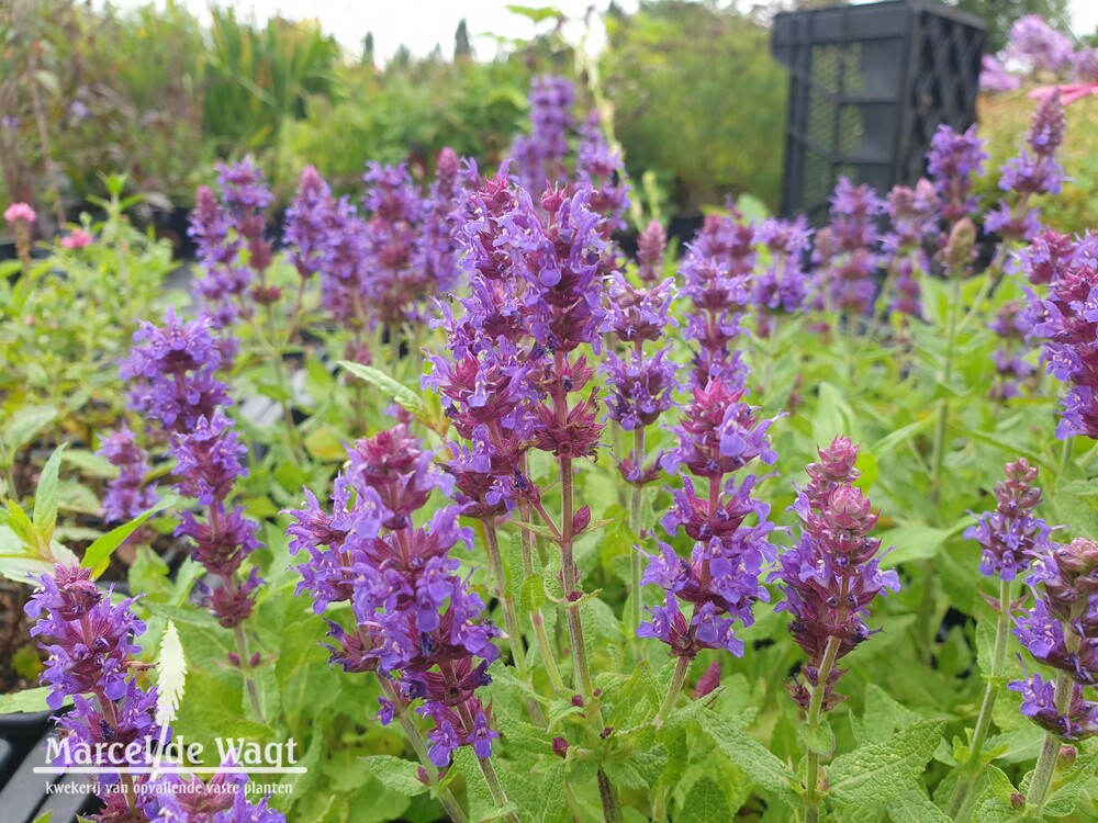 Salvia nemorosa Sensation Deep Blue Improved