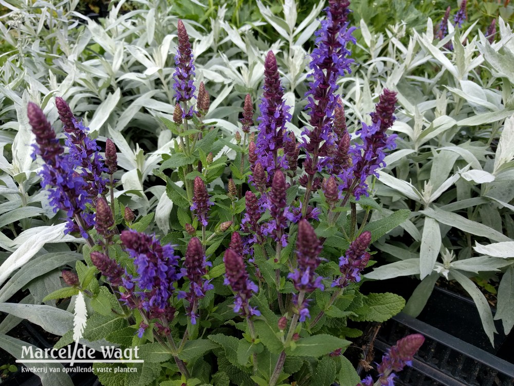 Salvia nemorosa Sensation Deep Blue