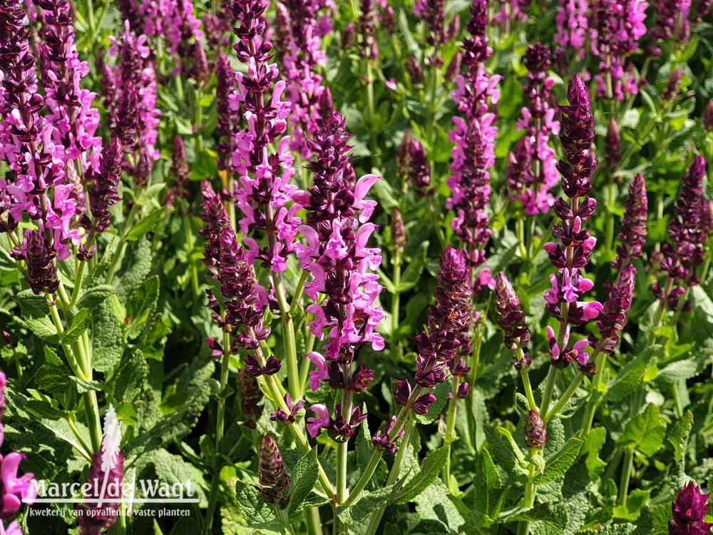 Salvia nemorosa Sensation Deep Rose Improved