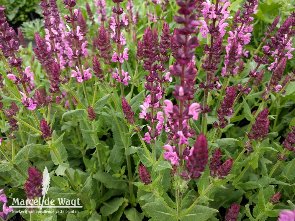 Salvia nemorosa Sensation Deep Rose