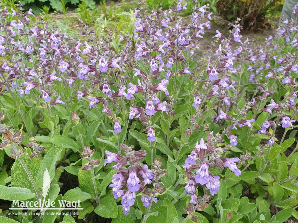 Salvia officinalis Berggarten