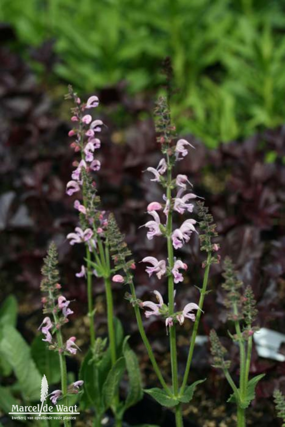 Salvia pratensis Eveline