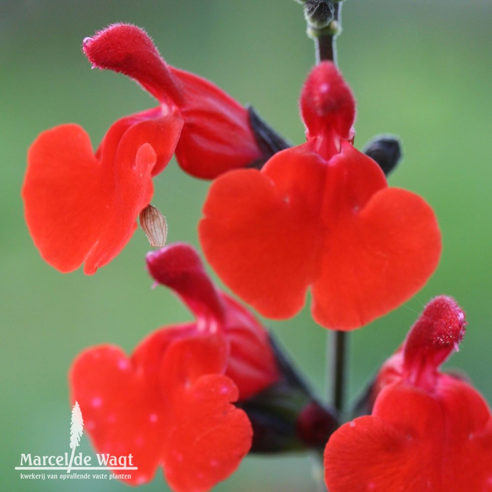 Salvia Royal Bumble