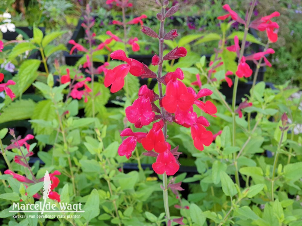 Salvia Silke's Red