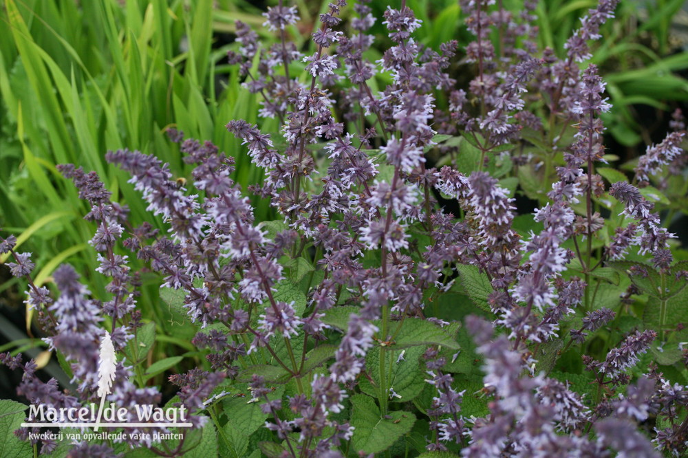 Salvia verticillata Hannay's Blue