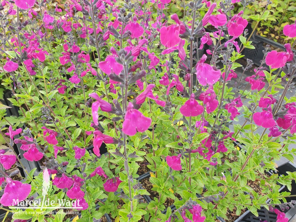 Salvia Viola's Darling