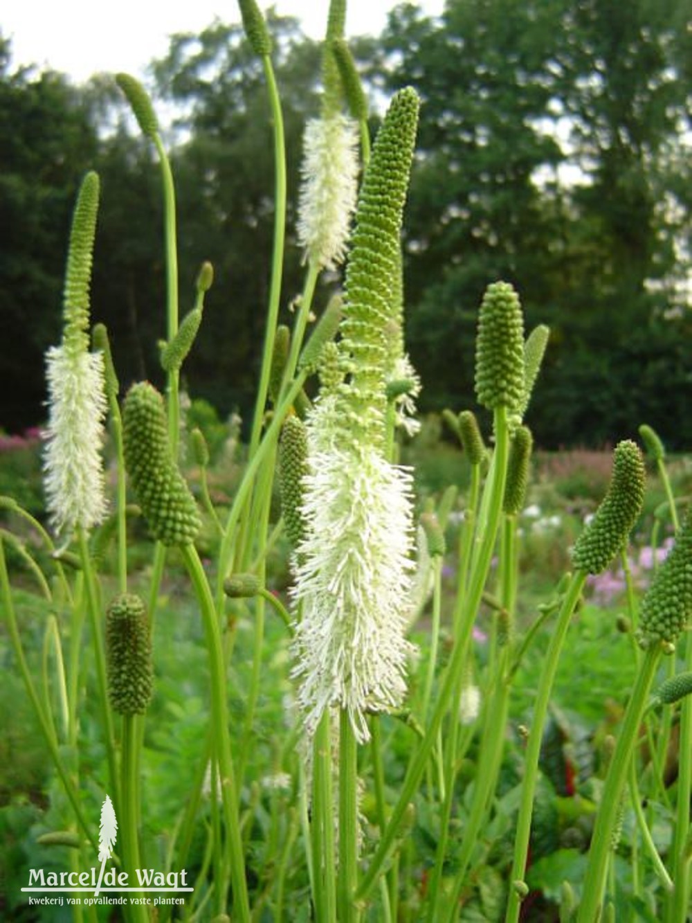 Sanguisorba canadensis