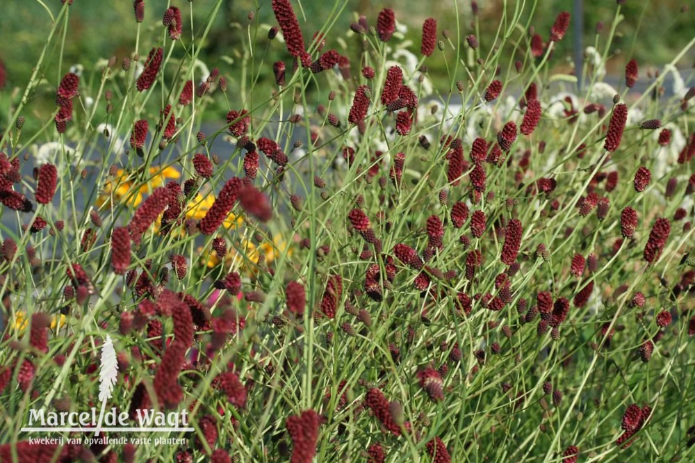 Sanguisorba Cangshan Cranberry