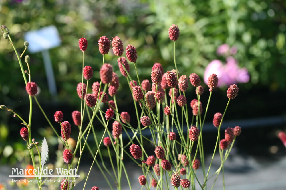 Sanguisorba Crimson Queen