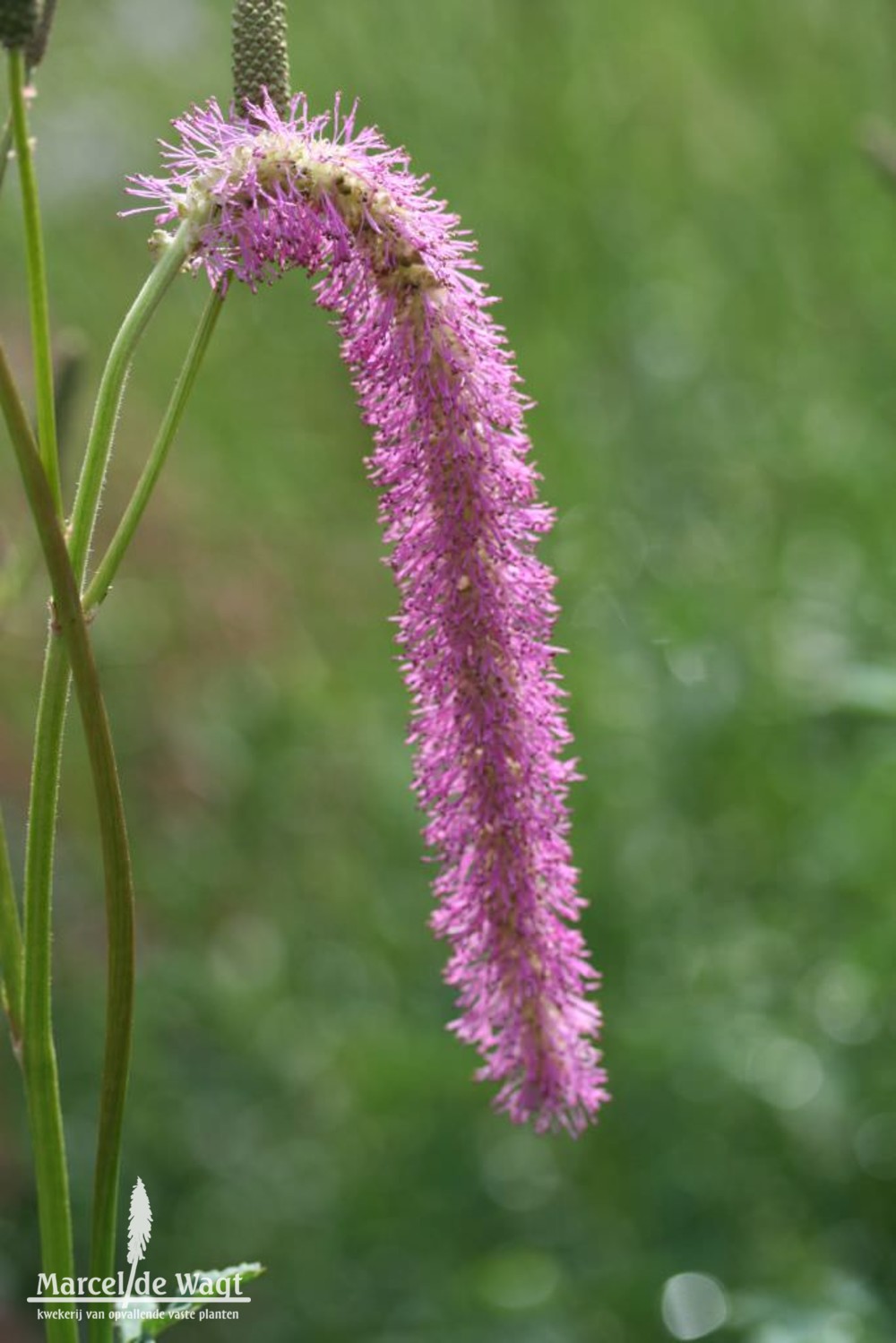 Sanguisorba hakusanensis Lilac Squirel