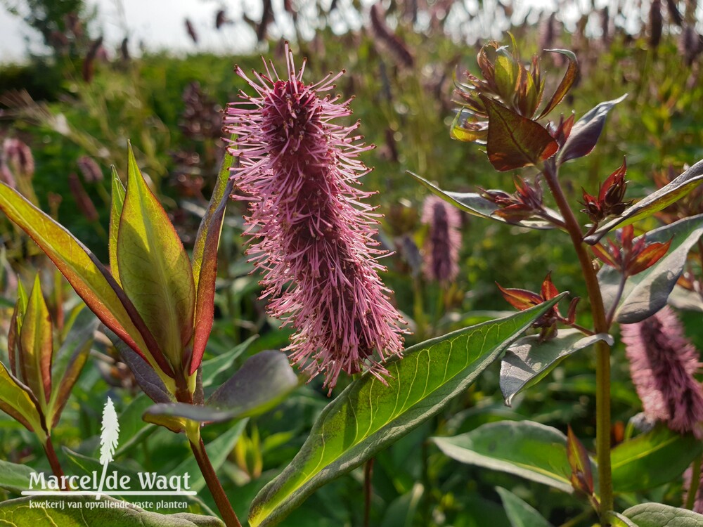 Sanguisorba mensiezii Wake Up