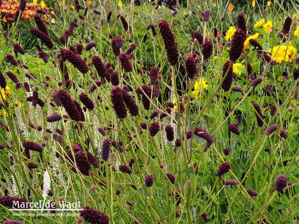 Sanguisorba Midnight Child