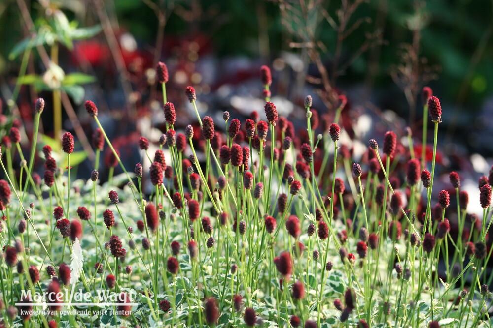 Sanguisorba minor Little Angel