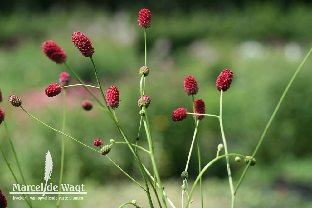 Sanguisorba officinalis Arnhem