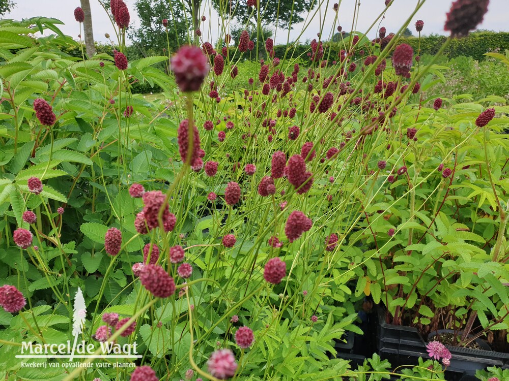 Sanguisorba officinalis Burgundy