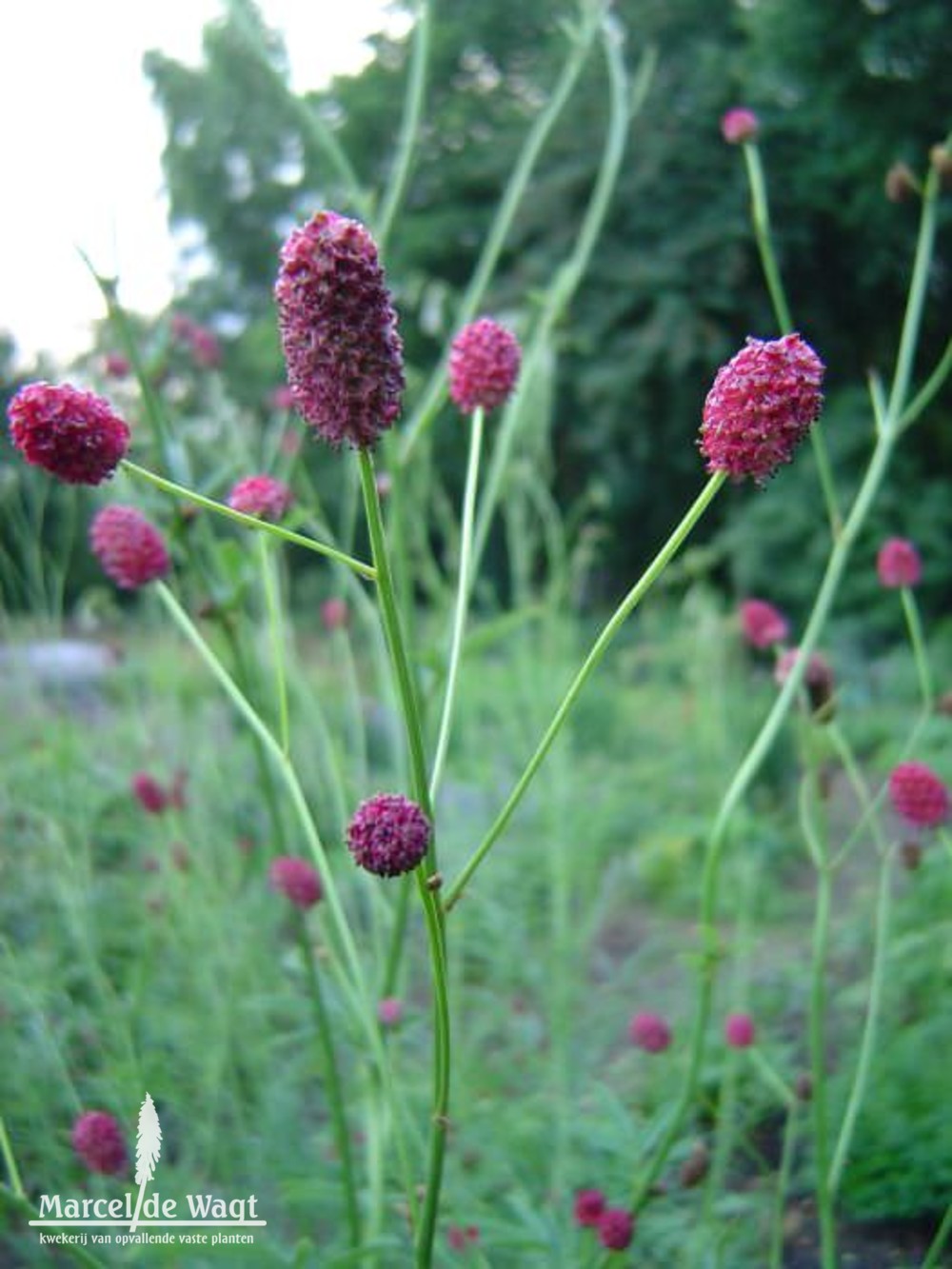 Sanguisorba officinalis Japan