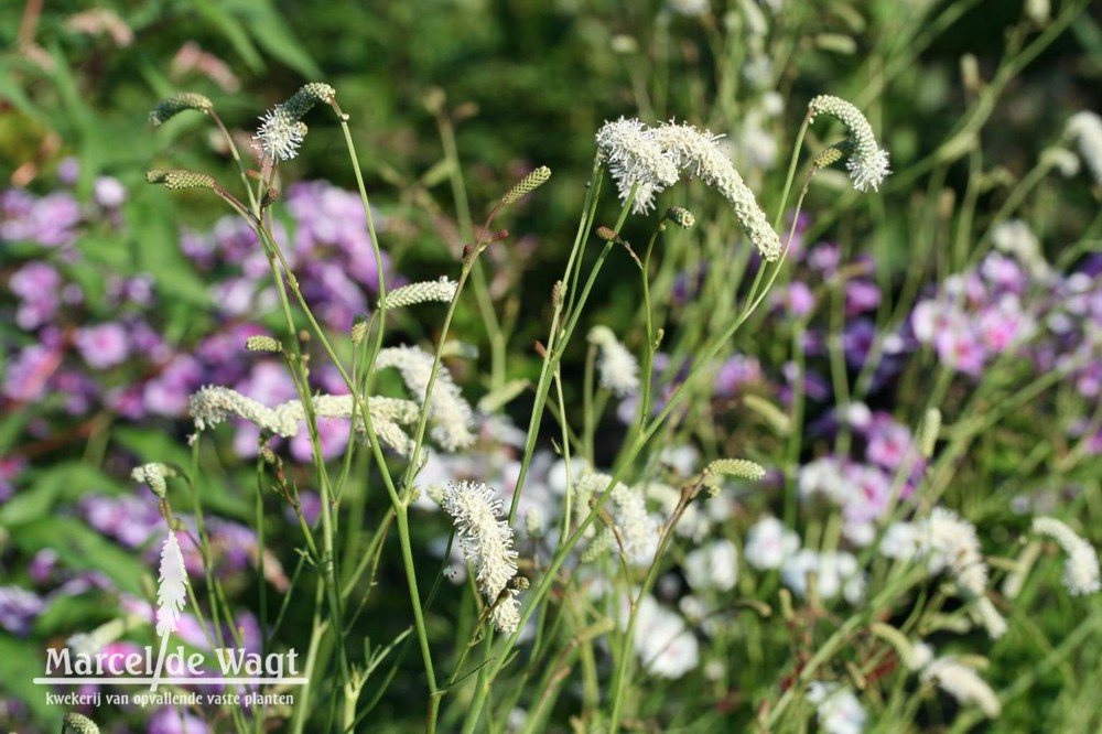 Sanguisorba officinalis White Tanna