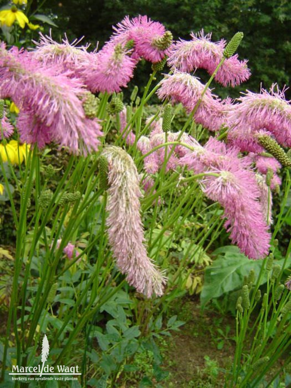 Sanguisorba Pink Brushes