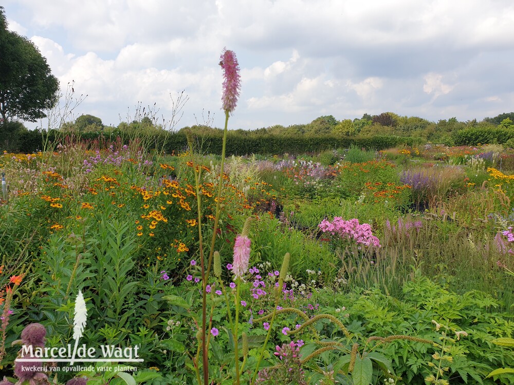 Sanguisorba Pink Stina