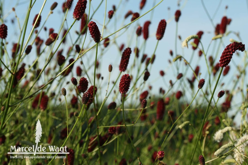 Sanguisorba Red Thunder