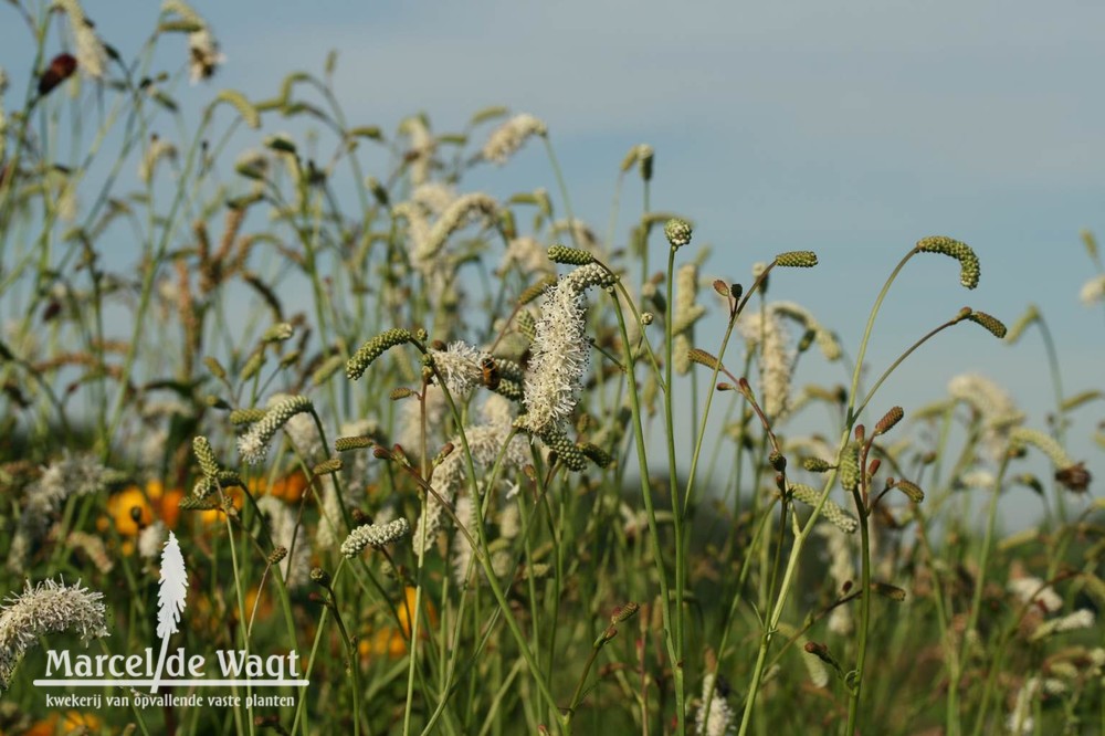 Sanguisorba tenuifolia alba