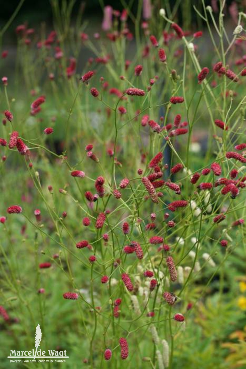 Sanguisorba tenuifolia Bordeaux