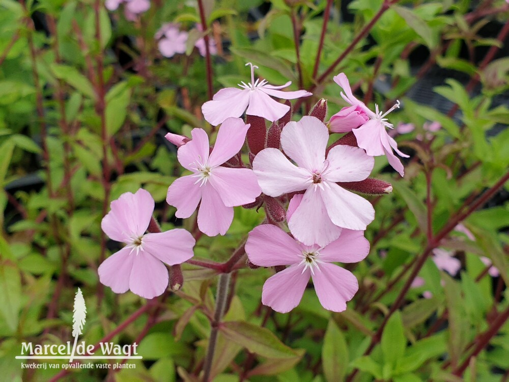 Saponaria sicula intermedia