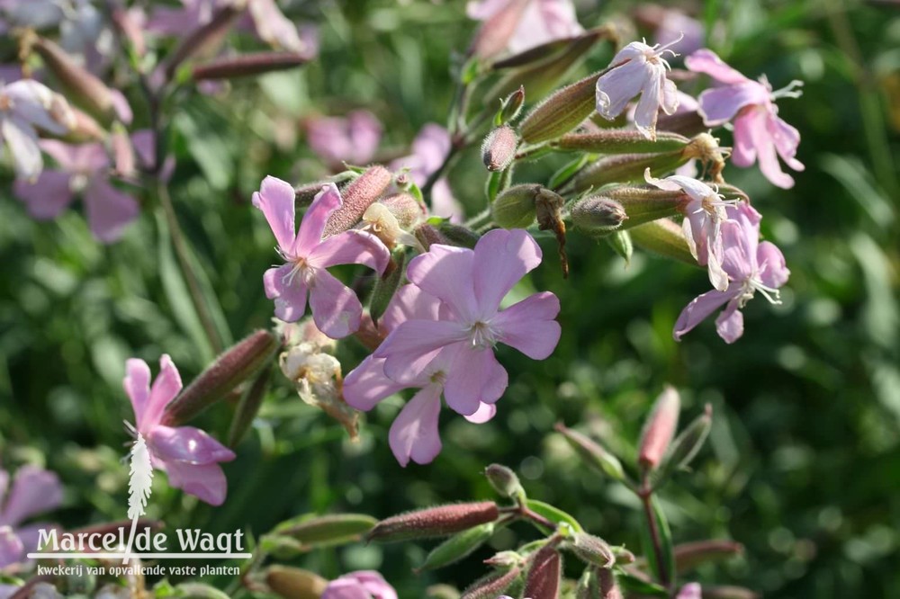 Saponaria x lempergii Max Frei