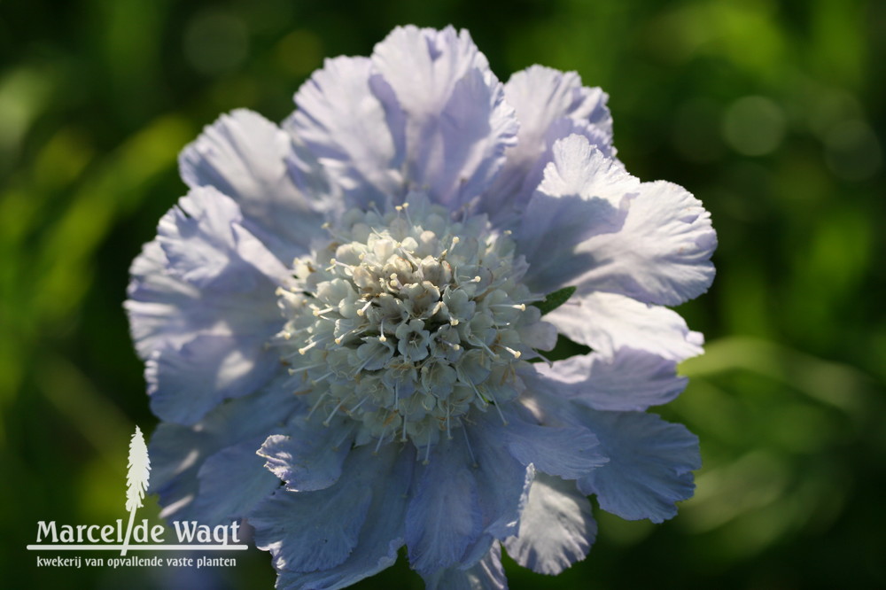 Scabiosa caucasica Clive Greaves