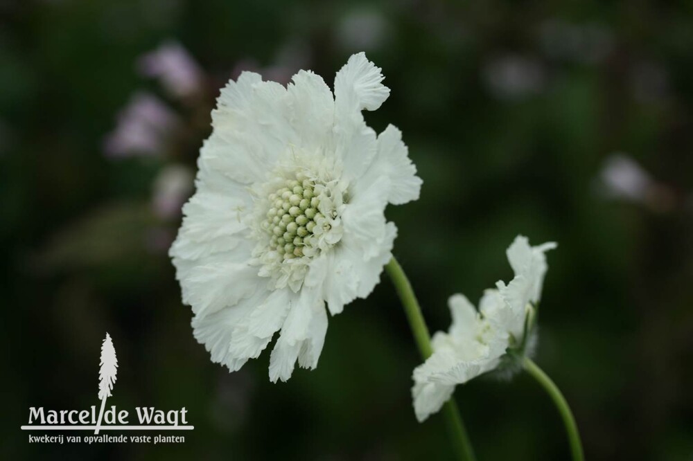 Scabiosa caucasica Miss Willmott