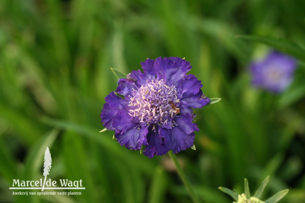 Scabiosa caucasica Staefa