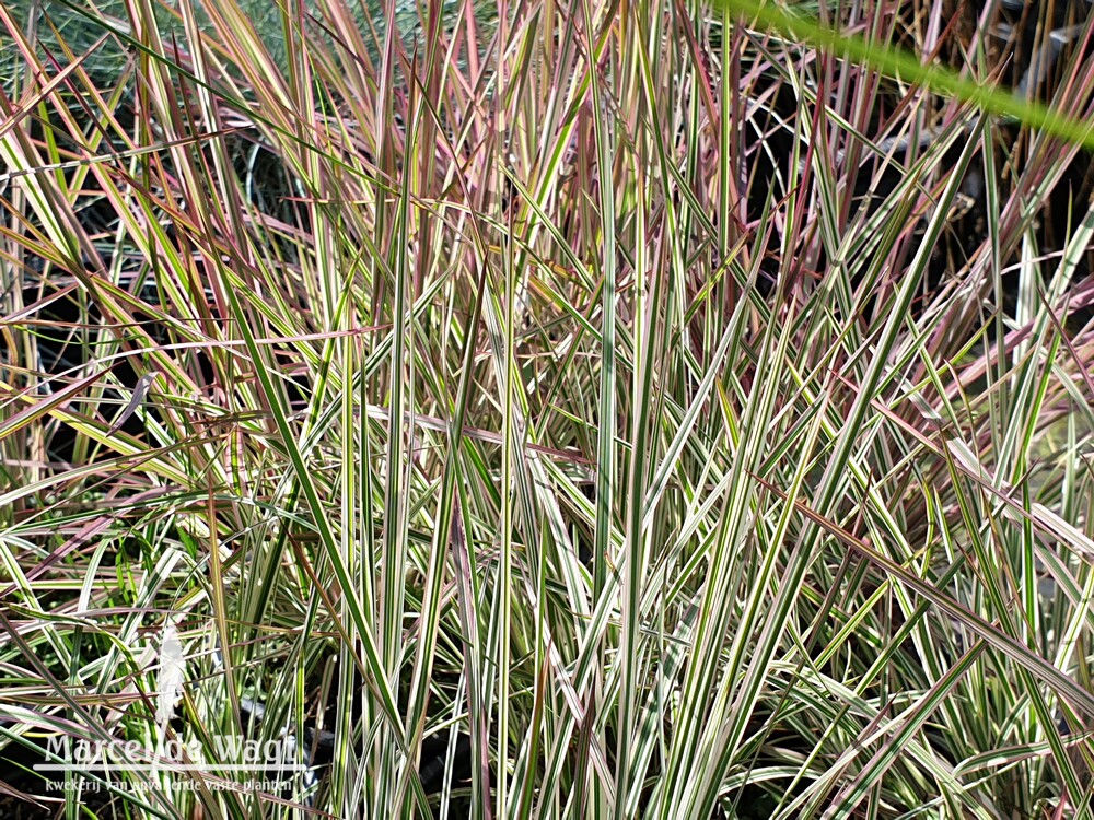 Schizachyrium scoparium Chameleon