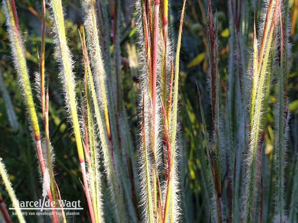 Schizachyrium scoparium Ha Ha Tonka